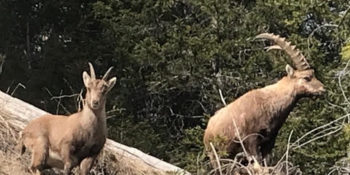 Ausflug Steinbock